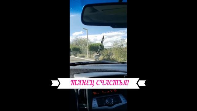 В Сочи танцуют все! Кукушка прыгнула на капот машины с ящерицей в клюве и исполняет танец счастья! смотреть онлайн