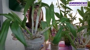 Знакомьтесь, бульбовые орхидеи! Растим и размножаем, - советы Ирины Давтян для @aminosil