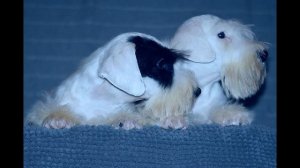 Olle Laky Star kennel/Sealyham terrier puppies litter-L