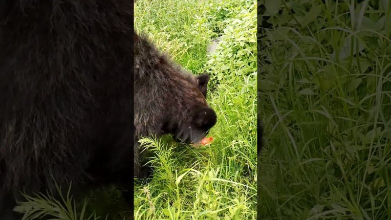 Медведица сама себе на уме. #bear