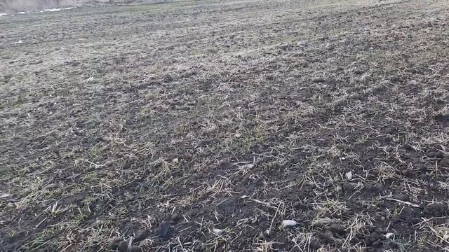 В КАКОМ ВЕСЕ ВЫГОДНЕЕ ПРОДАВАТЬ СВИНЕЙ ? смотреть онлайн