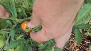 РЕАНИМАЦИЯ ТОМАТОВ ПОСЛЕ ГРАДА!