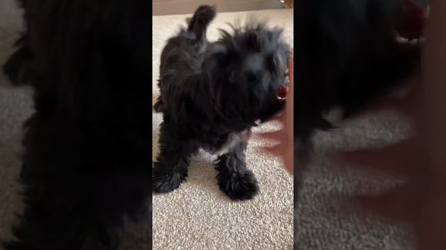 Умный черный Йорк #йорк #черныййорк #blackyork #puppy