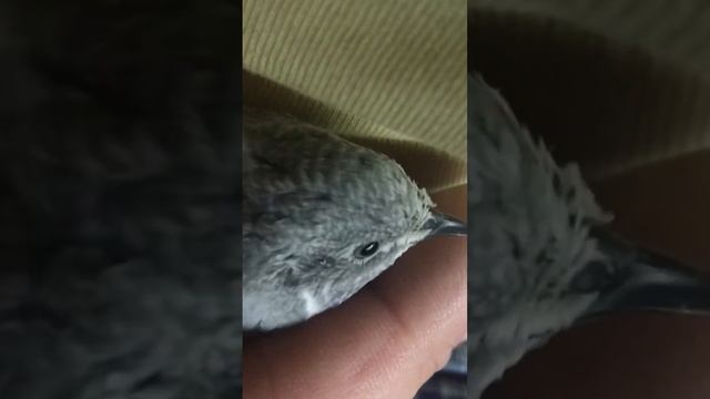 Китайский расписной перепел button quail