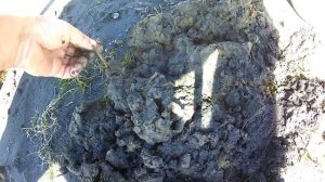 карась на водяного червя