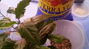 Пересадка  ..Гибискус Купера..19.02.2020.