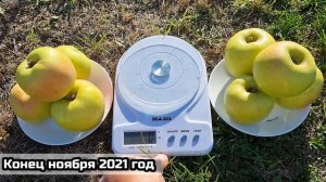Apple Orion / Яблоня Орион