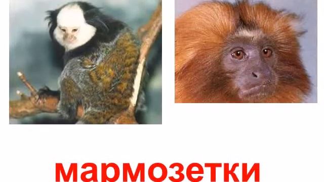Приматы