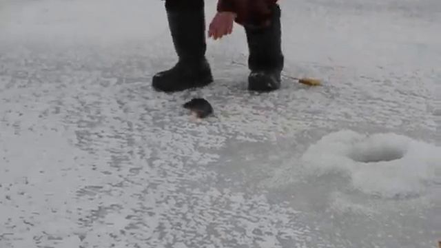 Блесна Калединская 35 мм. моего изготовления , и про то как окунь полюбил эту блесну ! (Часть 1 ) смотреть онлайн