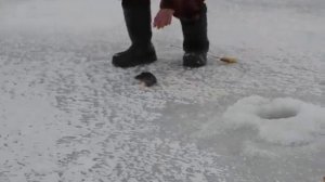 Блесна Калединская 35 мм. моего изготовления , и про то как окунь полюбил эту блесну ! (Часть 1 )