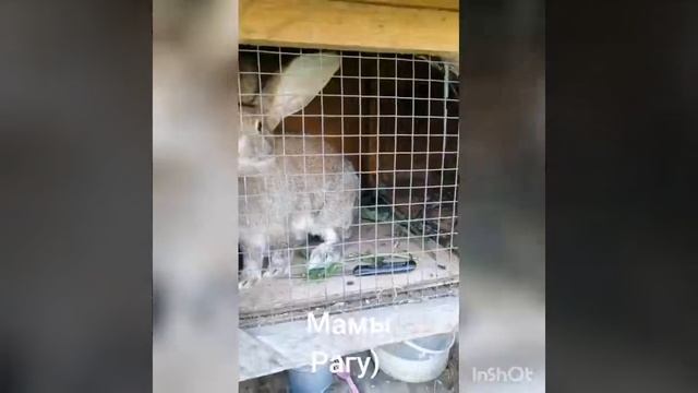 Декоративные куры и не только смотреть онлайн