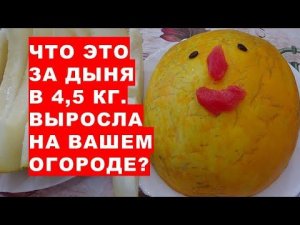 Что за сорт дынь с весом в 4,5 килограмма растёт на нашем огороде?