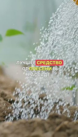 СПАСТИ РАССАДУ от плесени - ПРОСТО!