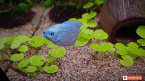 Cobalt Colisa Lalia/ Лялиус кобальтовый.
