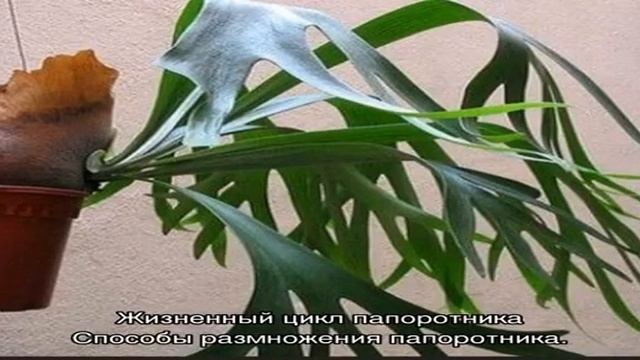 Виды папоротников и их классификация
