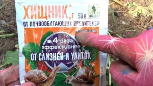 КАК ИЗБАВИТЬСЯ ОТ СЛИЗНЕЙ и УЛИТОК НА СВОЕМ УЧАСТКЕ! Слизни и улитки уйдут навсегда!
