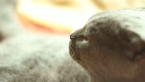 Кот урчащий живот