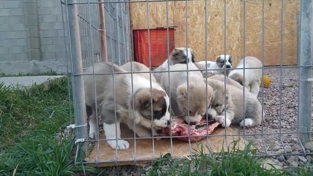 Алабаи Крыма | Щенки среднеазиатской овчарки 1,5 месяца. смотреть онлайн