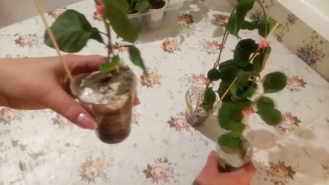 Посылочка с Бугенвиллеями из Одессы смотреть онлайн