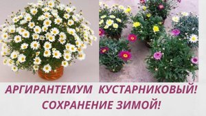 АРГИРАНТЕМУМ! ОСЕННЕЕ ЧЕРЕНКОВАНИЕ ДЛЯ СОХРАНЕНИЯ В ЗИМУ.ПОДРОБНОЕ ВИДЕО.