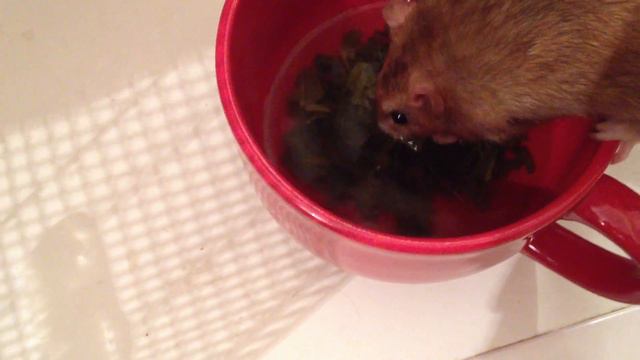 А лапки лучше мыть... чайчиком! смотреть онлайн