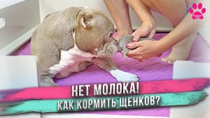 Собака родила, а молока нет! Нам надо кормить щенков! Что делать?