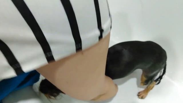 КАК КУПАТЬ ЙОРКА / КУПАНИЕ ЙОРКА смотреть онлайн