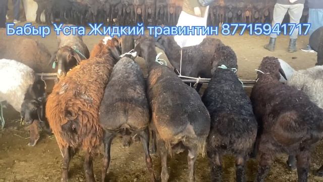 Туркестан Мал базар. Гиссар Қой қозы Қошқар Ешкі лақ 14.05.2023