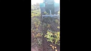 Самодельная картофелекопалка вибролапа в работе сентябрь 2020