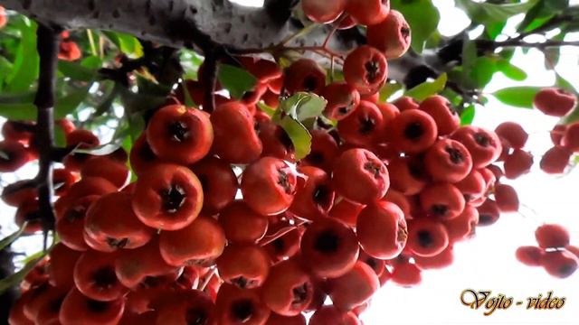 Vojto - video - Relax 711 - Jeseň - Autumn mix - 2K смотреть онлайн