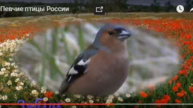 Певчие птицы России