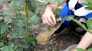 Укореняем черенок розы не срезая с куста. Укоренение черенка розы на кусте.