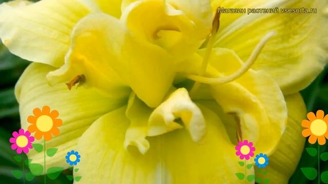 Лилейник гибридный Шамрок Дабл Ленон. Краткий обзор, описание hemerocallis Shamrock Double Lemon смотреть онлайн
