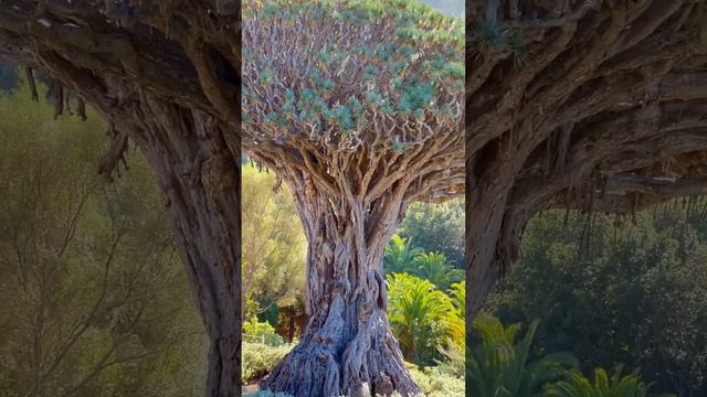 Прекрасное драконовое дерево , Тенерифе 😍 # Dragon tree Icod de Los Vinos, Tenerife