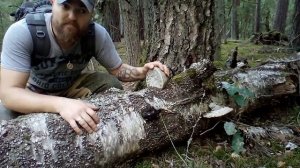 Заготовка трутовика, как средства от комаров.