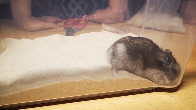 Как правильно купать джунгарского хомяка смотреть онлайн