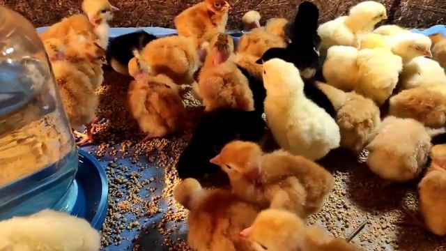 ЦЫПЛЯТА ГОЛОШЕЙКИ. ЛУЧШИЙ МЯСОЯИЧНЫЙ КРОС. ПОПОЛНЕНИЕ В НАШЕМ ХОЗЯЙСТВЕ. КАК ВЫРОС НАШ БРОЙЛЕР?