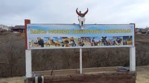 Поход на верблюдах в Хурул "Сахюсан Сумэ"