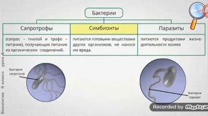 Рассказываю о биологии питание бактэрий 5-6 класс №4