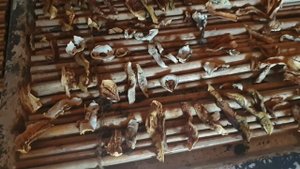 Пора печь топить, грибы сушить.