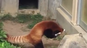 Funny Red Panda get Afraid of Stone