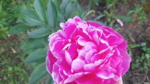 Цветут Авантюры и другие пионы ❤️