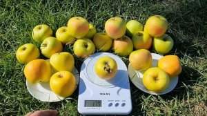 Яблоня Озарк Голд / Apple Ozark Gold