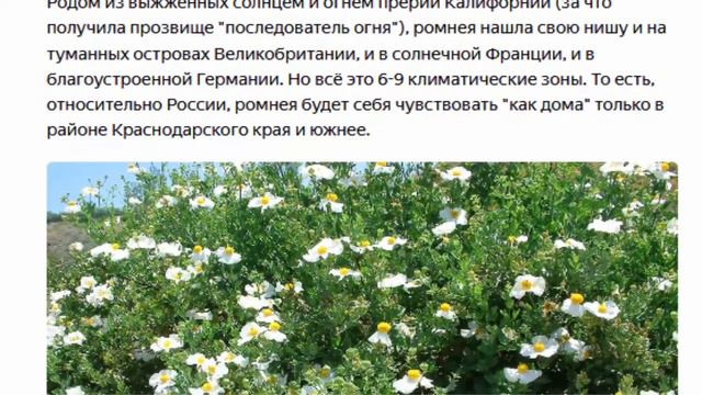 Древовидный мак Ромнея Культера