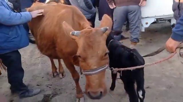 Buxoro Romitan qórgan bozori ona bola sigirlar va bo'g'oz sigirlar narxlari