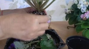 Моя фиалка отцвела. Что делать дальше?