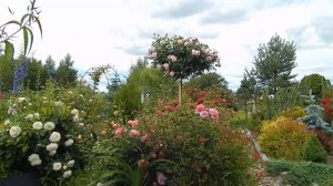 РОЗЫ Д.ОСТИНА в саду.Scepter'd Isle на штамбе. .Рассматриваю форму цветка.