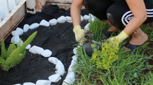 Jardineria. ¿Cómo decorar el jardín con piedras y plantas? Ideas paso a paso. liclonny