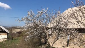 Сорта миндаля Десертный и Прибрежный, цветение в апреле
