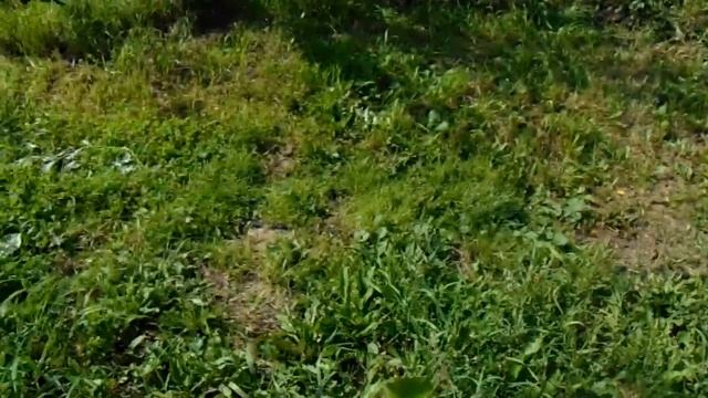 Дальневосточные Абрикосы Бродского в саду Железова 2019г (Часть2) смотреть онлайн